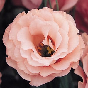 Jícnovka (Eustoma) - F1  Arena Apricot III