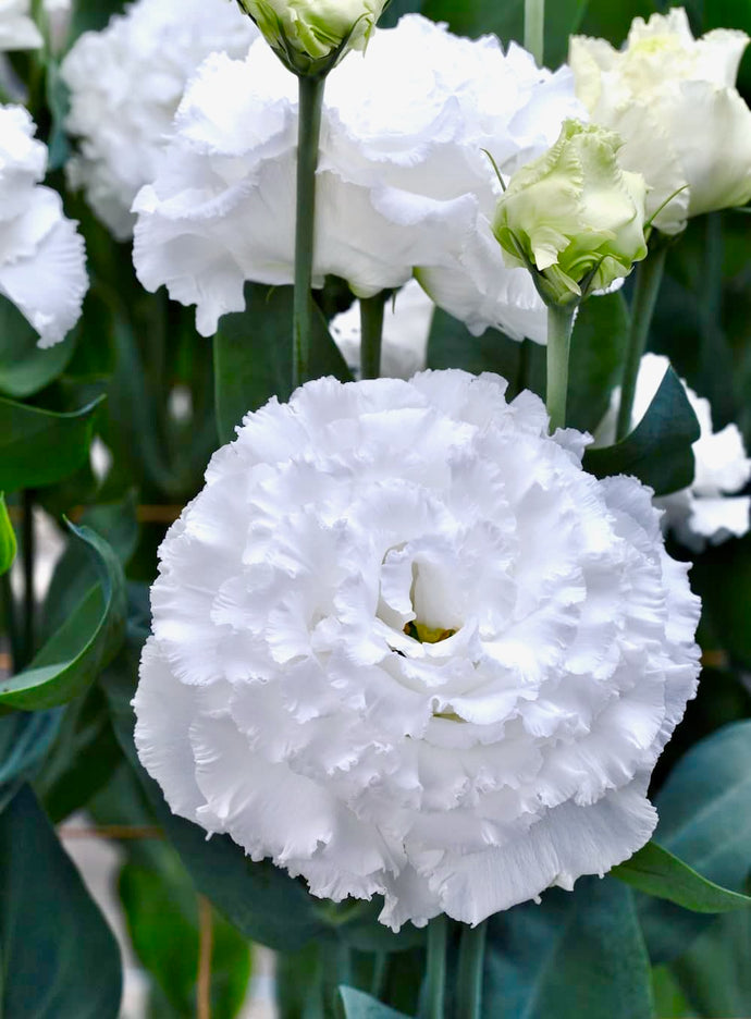 Jícnovka (Eustoma) - 