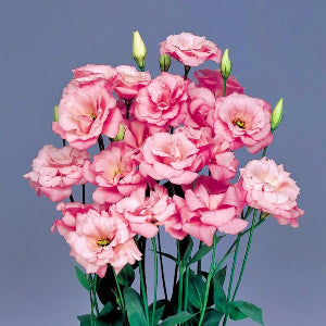 Jícnovka(Eustoma) - 