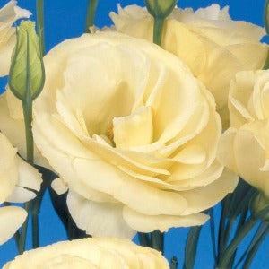Jícnovka (Eustoma) -