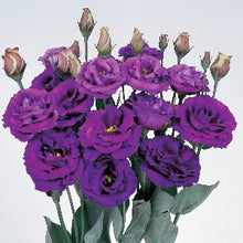 Načíst obrázek do prohlížeče Galerie, Jícnovka (Eustoma) - &quot;Rosita® II&quot; , Purple
