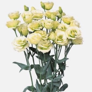 Jícnovka (Eustoma) -  