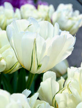 Načíst obrázek do prohlížeče Galerie, Tulipán - &quot;White Valley, (Exotic Emperor)&quot;, 5ks, 10ks
