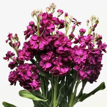 Načíst obrázek do prohlížeče Galerie, Fiala sivá - "Katz" Purple
