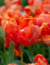 Načíst obrázek do prohlížeče Galerie, Tulipán - &quot;Flower Power&quot;, 5ks

