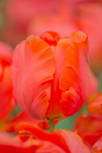 Načíst obrázek do prohlížeče Galerie, Tulipán - &quot;Flower Power&quot;, 5ks
