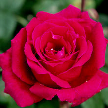 Načíst obrázek do prohlížeče Galerie, Růže - &quot;FRAGRANT LOVE ®&quot;, nádoba 4l
