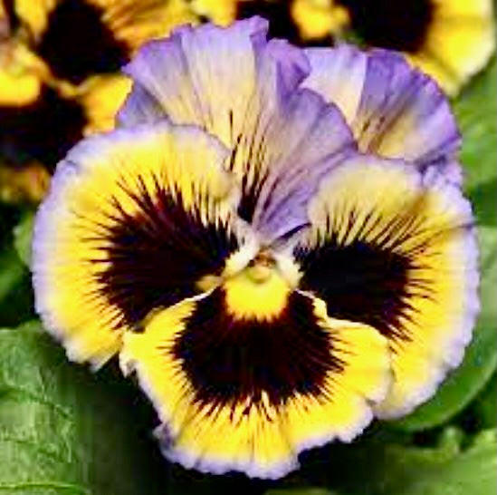 Viola zahradní - 