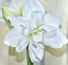Načíst obrázek do prohlížeče Galerie, Hvězdník (Amaryllis) - &quot;Akiko&quot;®, 1ks
