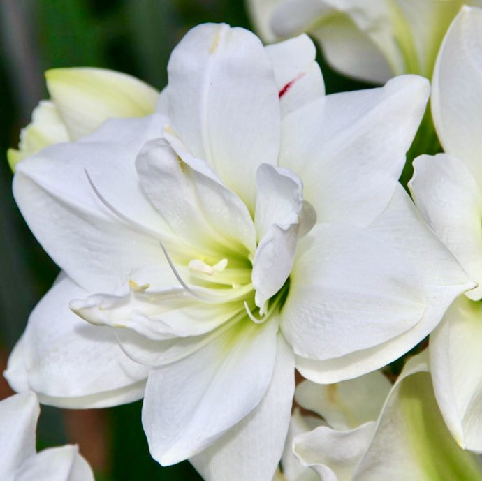 Hvězdník (Amaryllis) - 