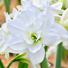 Načíst obrázek do prohlížeče Galerie, Hvězdník (Amaryllis) - &quot;Akiko&quot;®, 1ks

