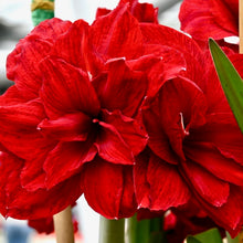 Načíst obrázek do prohlížeče Galerie, Hvězdník (Amaryllis) - &quot;Amarantia&quot;®, 1ks
