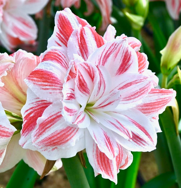 Hvězdník (Amaryllis)  - 