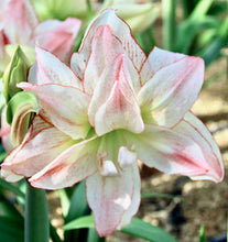 Načíst obrázek do prohlížeče Galerie, Hvězdník (Amaryllis) - &quot;Aphrodite&quot;, 1ks
