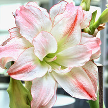 Načíst obrázek do prohlížeče Galerie, Hvězdník (Amaryllis) - &quot;Aphrodite&quot;, 1ks
