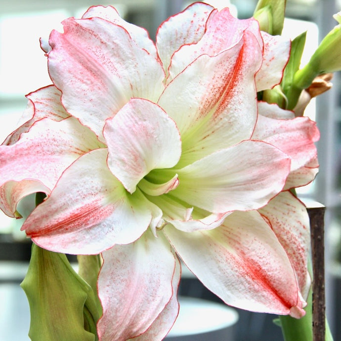 Hvězdník (Amaryllis) - 