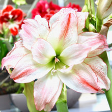 Načíst obrázek do prohlížeče Galerie, Hvězdník (Amaryllis) - &quot;Aphrodite&quot;, 1ks
