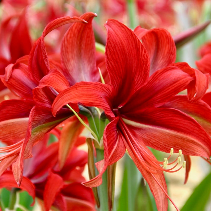Hvězdník (Amaryllis) - 