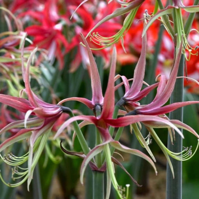 Hvězdník (Amaryllis) - 
