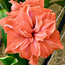 Načíst obrázek do prohlížeče Galerie, Hvězdník (Amaryllis) - &quot;Coral Belle&quot;®, 1ks
