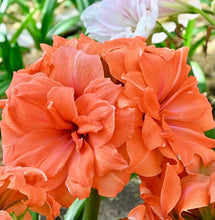 Načíst obrázek do prohlížeče Galerie, Hvězdník (Amaryllis) - &quot;Coral Belle&quot;®, 1ks

