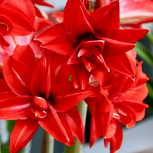 Načíst obrázek do prohlížeče Galerie, Hvězdník (Amaryllis) - &quot;Double Delicious&quot;®, 1ks
