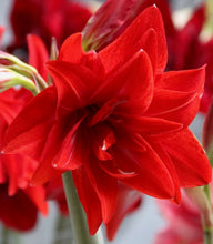 Načíst obrázek do prohlížeče Galerie, Hvězdník (Amaryllis) - &quot;Double Delicious&quot;®, 1ks
