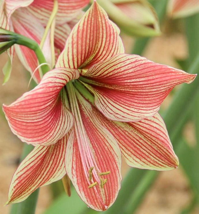 Hvězdník (Amaryllis) - 