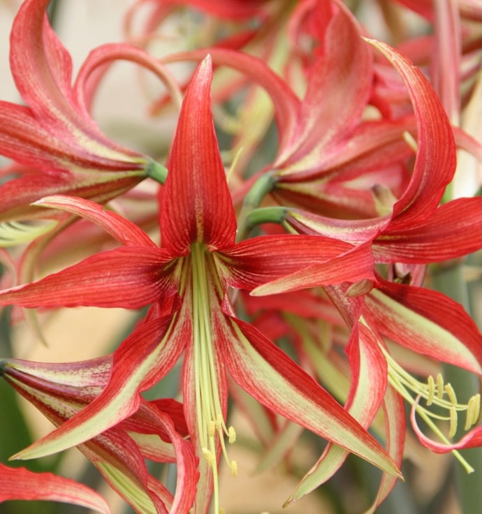 Hvězdník (Amaryllis) - 
