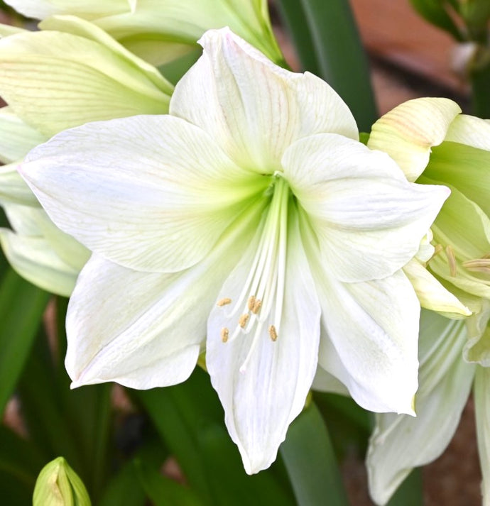 Hvězdík (Amaryllis) - 'Lemon Grandise'®, 1ks