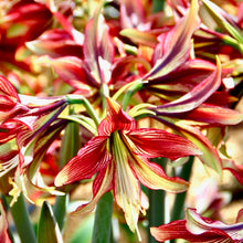 Načíst obrázek do prohlížeče Galerie, Hvězdník (Amaryllis) - &quot;Mystica®&quot;, 1ks
