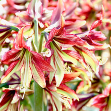 Načíst obrázek do prohlížeče Galerie, Hvězdník (Amaryllis) - &quot;Mystica®&quot;, 1ks
