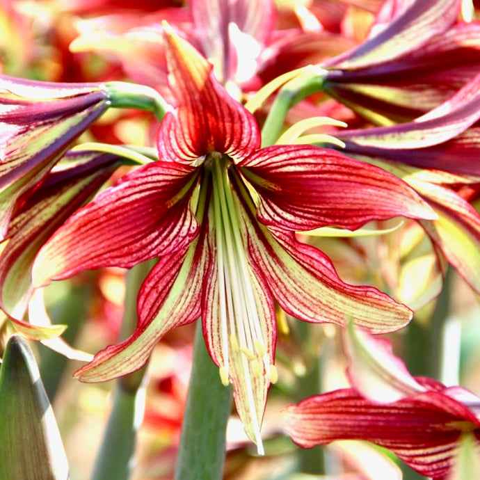 Hvězdník (Amaryllis) - 
