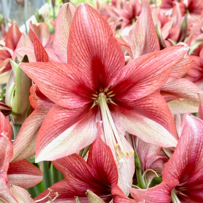 Hvězdník (Amarillys) - 'Pink Amazone' ®, 1ks