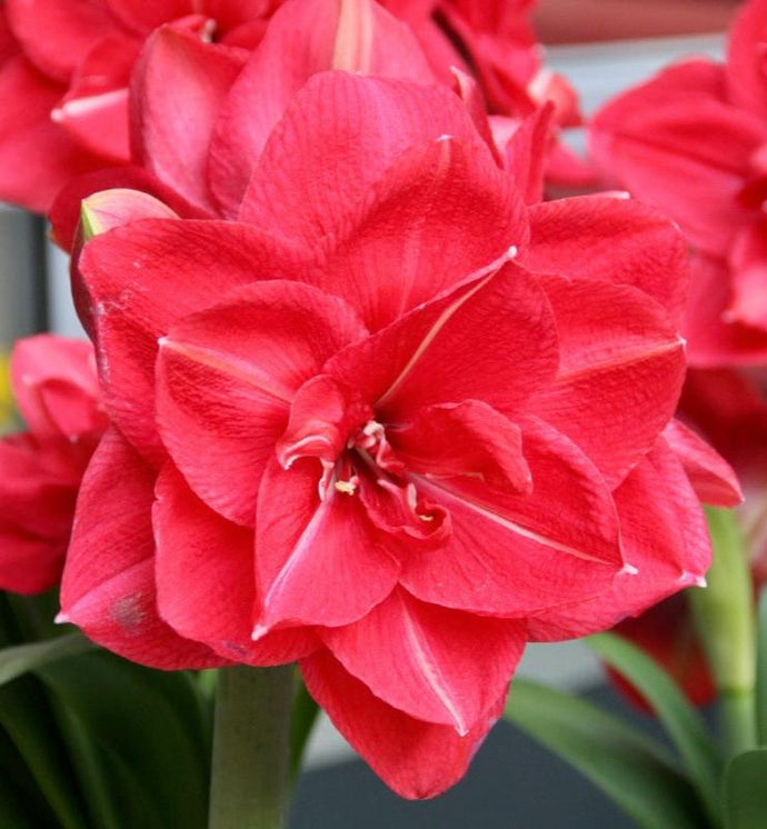 Hvězdník (Amaryllis) - 