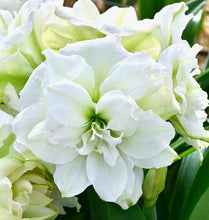 Načíst obrázek do prohlížeče Galerie, Hvězdník (Amaryllis) - &quot;Polar Belle&quot;®
