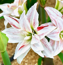 Načíst obrázek do prohlížeče Galerie, Hvězdník (Amaryllis) -&quot;Pretty Amadeus&quot;, 1ks
