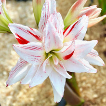 Načíst obrázek do prohlížeče Galerie, Hvězdník (Amaryllis) -&quot;Pretty Amadeus&quot;, 1ks
