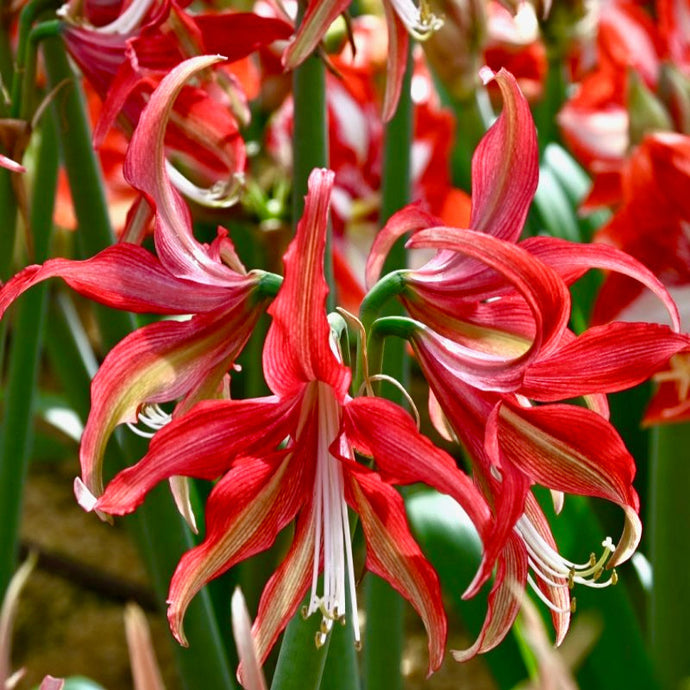 Hvězdník (Amaryllis) - 