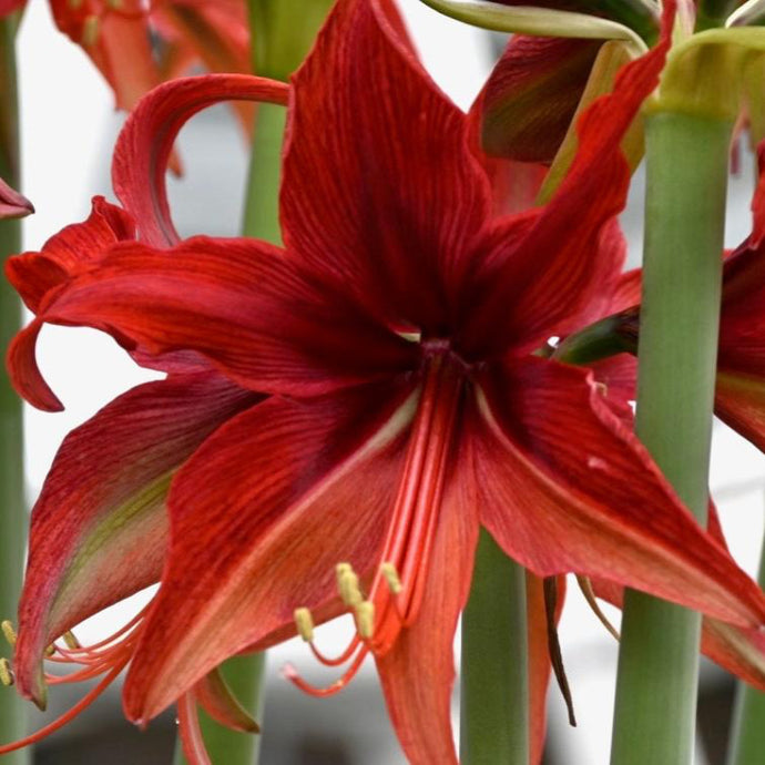 Hvězdník (Amaryllis) - 