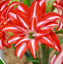 Načíst obrázek do prohlížeče Galerie, Hvězdník (Amaryllis) - &quot;Splash&quot;®, 1ks
