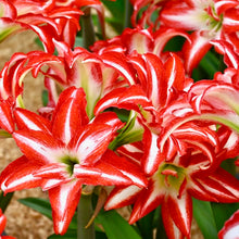 Načíst obrázek do prohlížeče Galerie, Hvězdník (Amaryllis) - &quot;Splash&quot;®, 1ks
