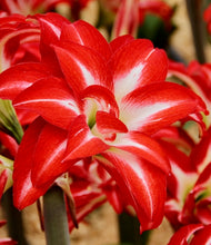 Načíst obrázek do prohlížeče Galerie, Hvězdník (Amaryllis) - &quot;Splash&quot;®, 1ks
