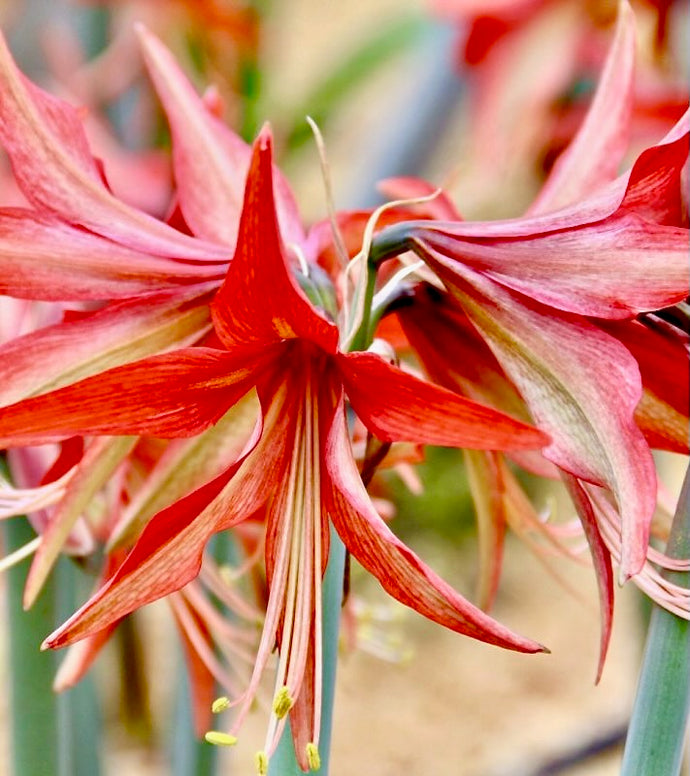 Hvězdník (Amaryllis) - 