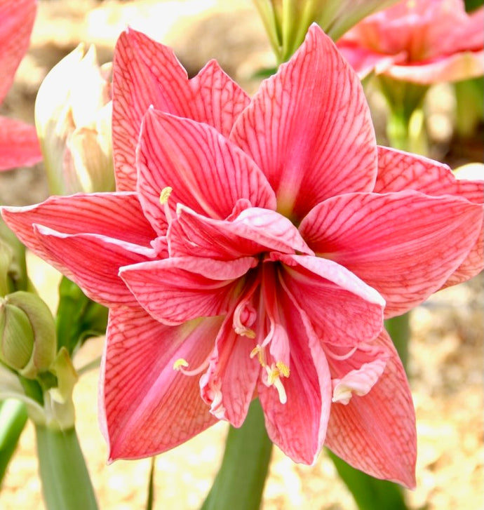 Hvězdník (Amaryllis) - 