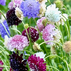 Hlaváč tmavonachový - Mix barev