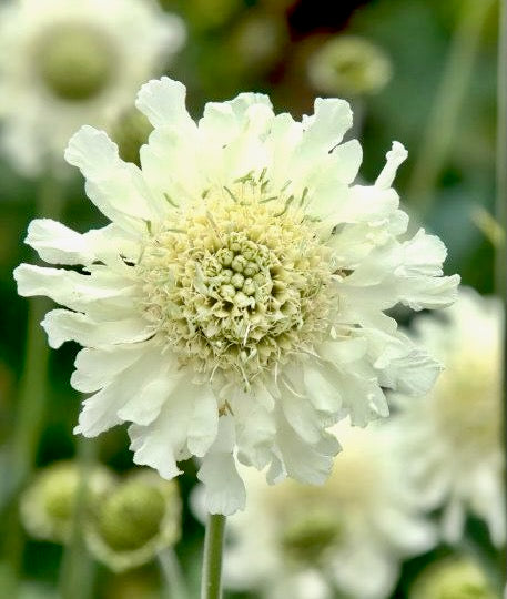 Hlavatka obrovská (Giant Scabious)