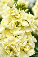 Načíst obrázek do prohlížeče Galerie, Fiala sivá - &quot;Stock, Mathilda&quot;, Yellow
