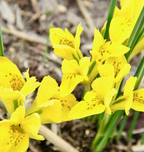 Načíst obrázek do prohlížeče Galerie, Kosatec (Iris) - &quot;Danfordové&quot;, 10ks
