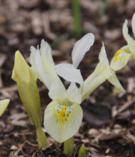 Načíst obrázek do prohlížeče Galerie, Kosatec (Iris) - &quot;Katharine&#39;s Gold&quot;, 7ks
